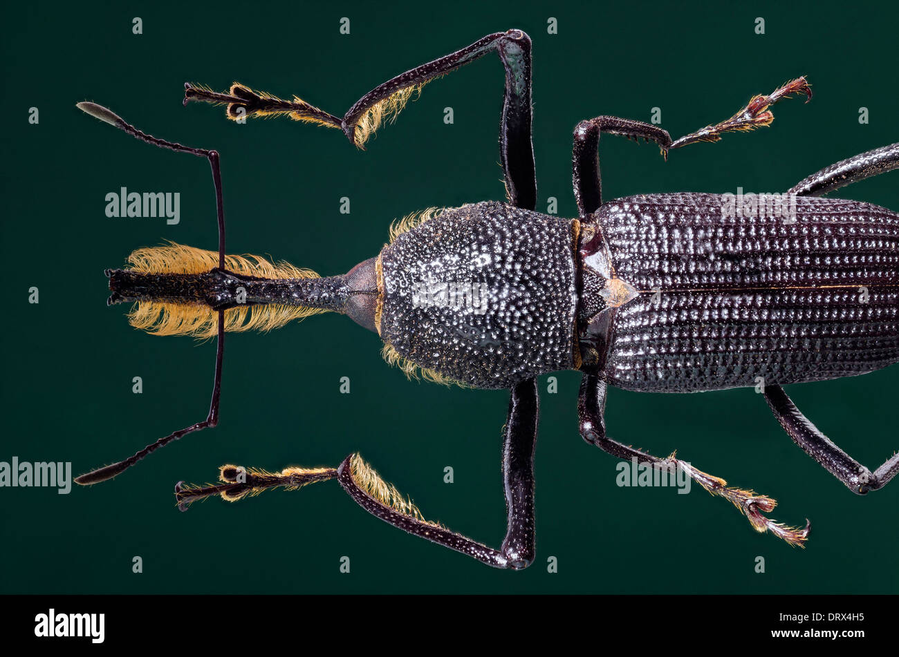 Rhina afzelii buprestidae  insect beetle Stock Photo
