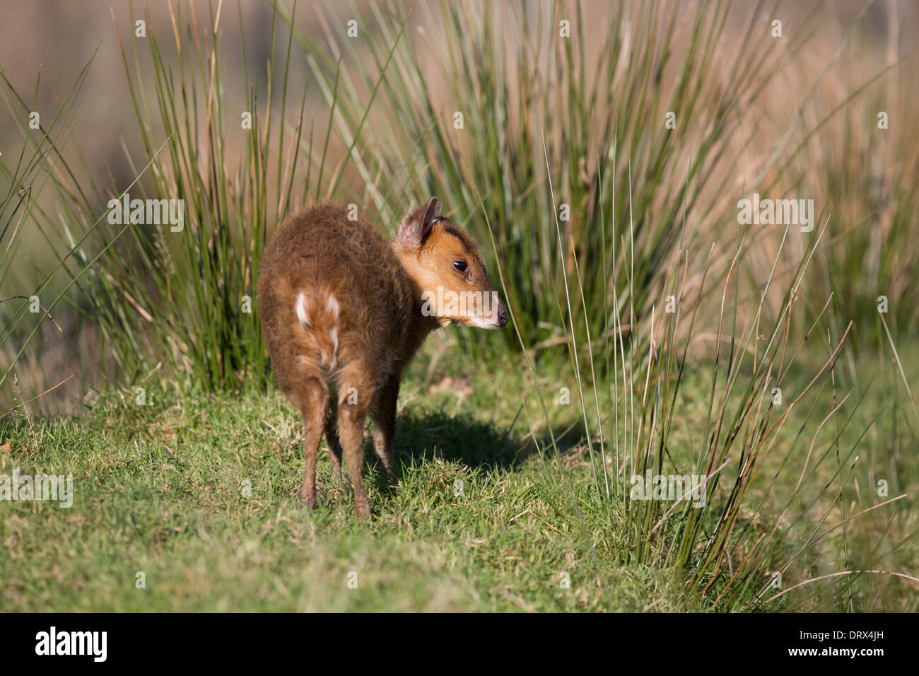 Muntjac Deer; Muntiacus reevesi; Cornwall; UK Stock Photo