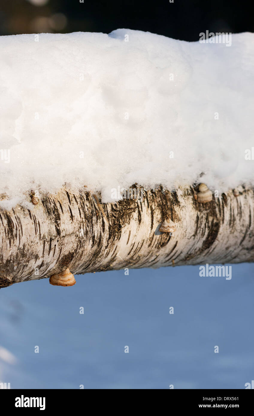 Little toadstool or fungus on snowy birch tree Stock Photo