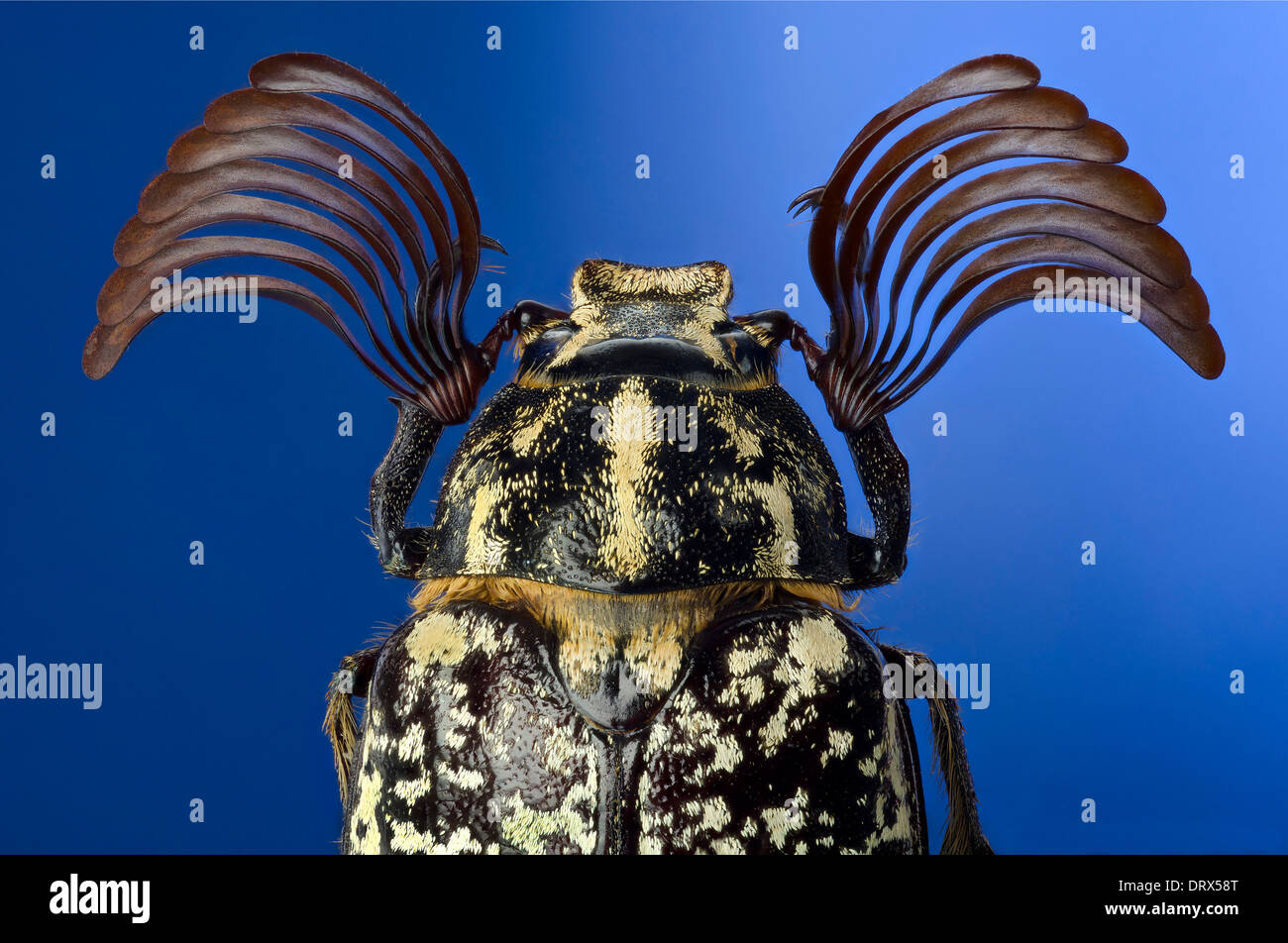 Polyphylla fullo: view of the head and antenna Stock Photo