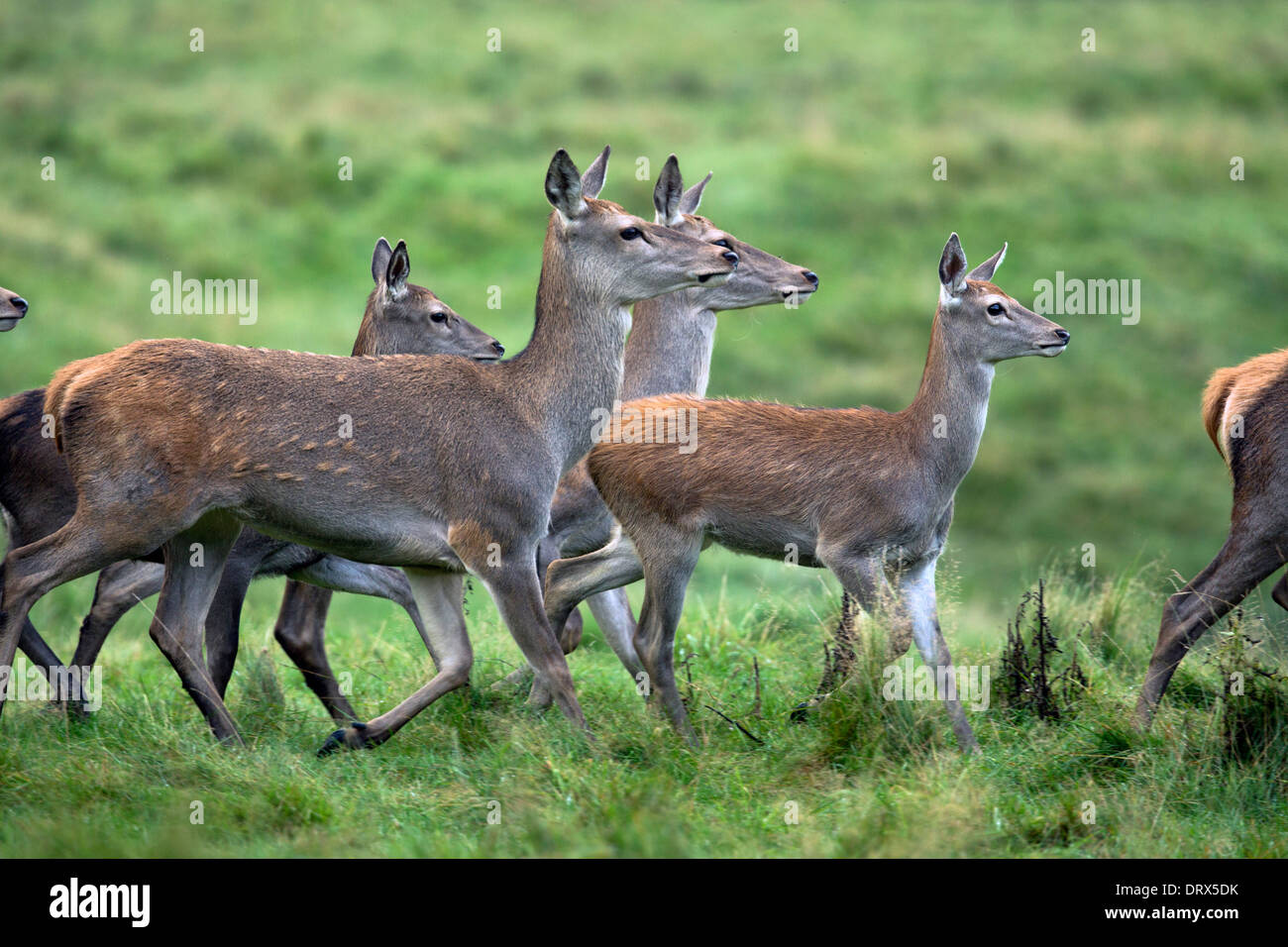 Red Deer; Cervus elaphus; Females; Autumn; Derbyshire; UK Stock Photo