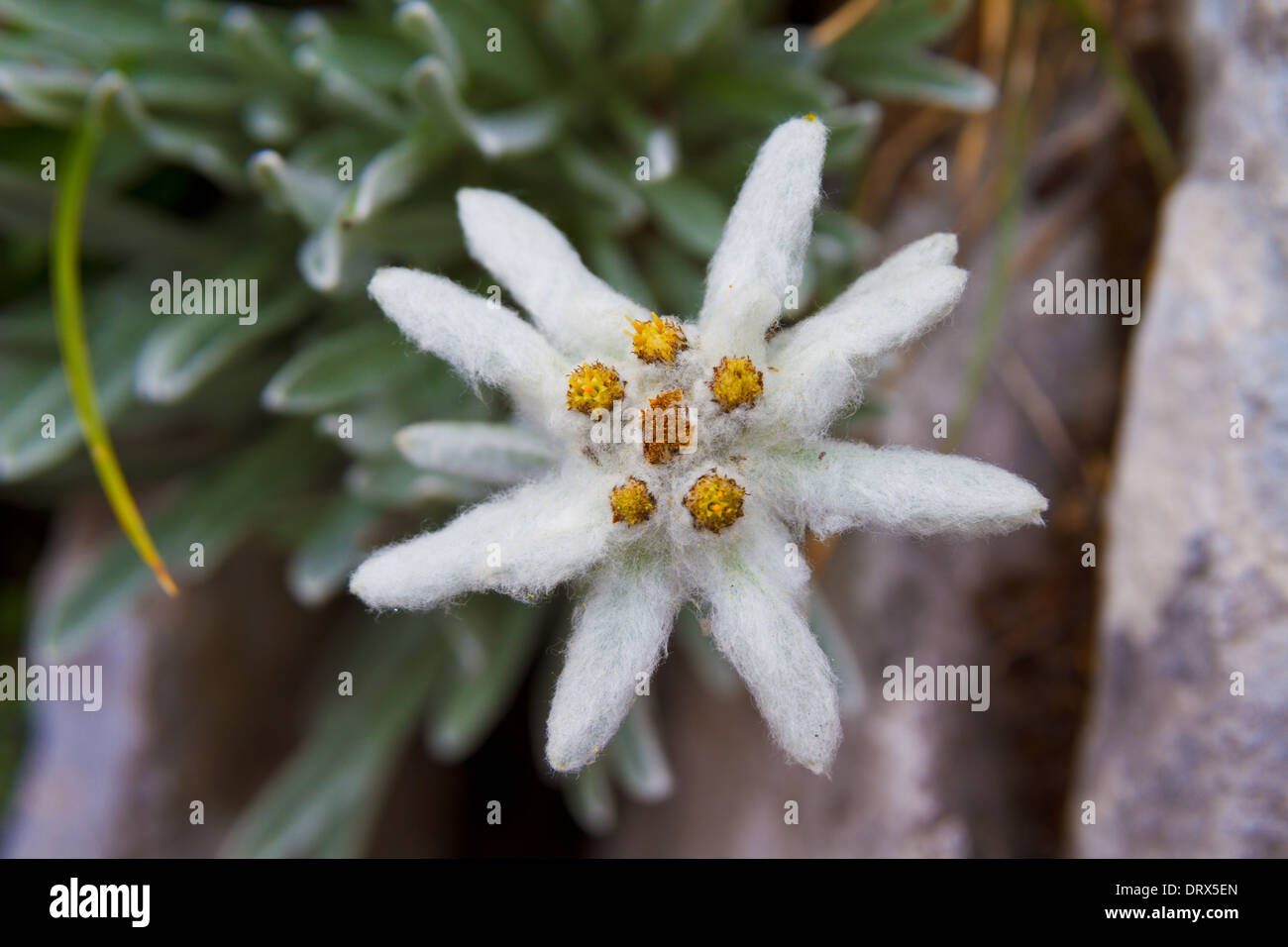 White beauty Edelweiss flower in nature of high mountain Stock Photo