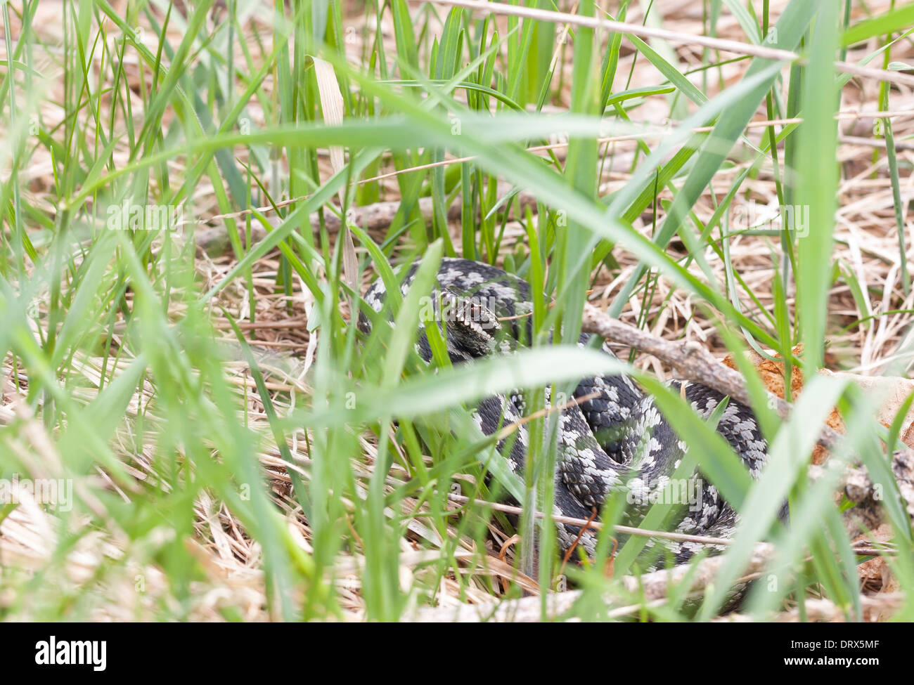 Common worm snake hi-res stock photography and images - Alamy
