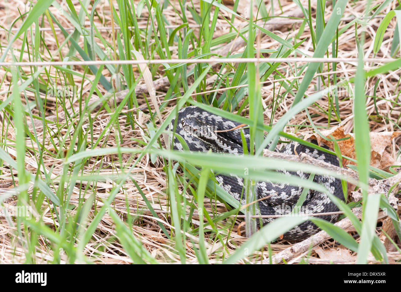 Grey and black variegated Common adder or viper on grass Stock Photo ...
