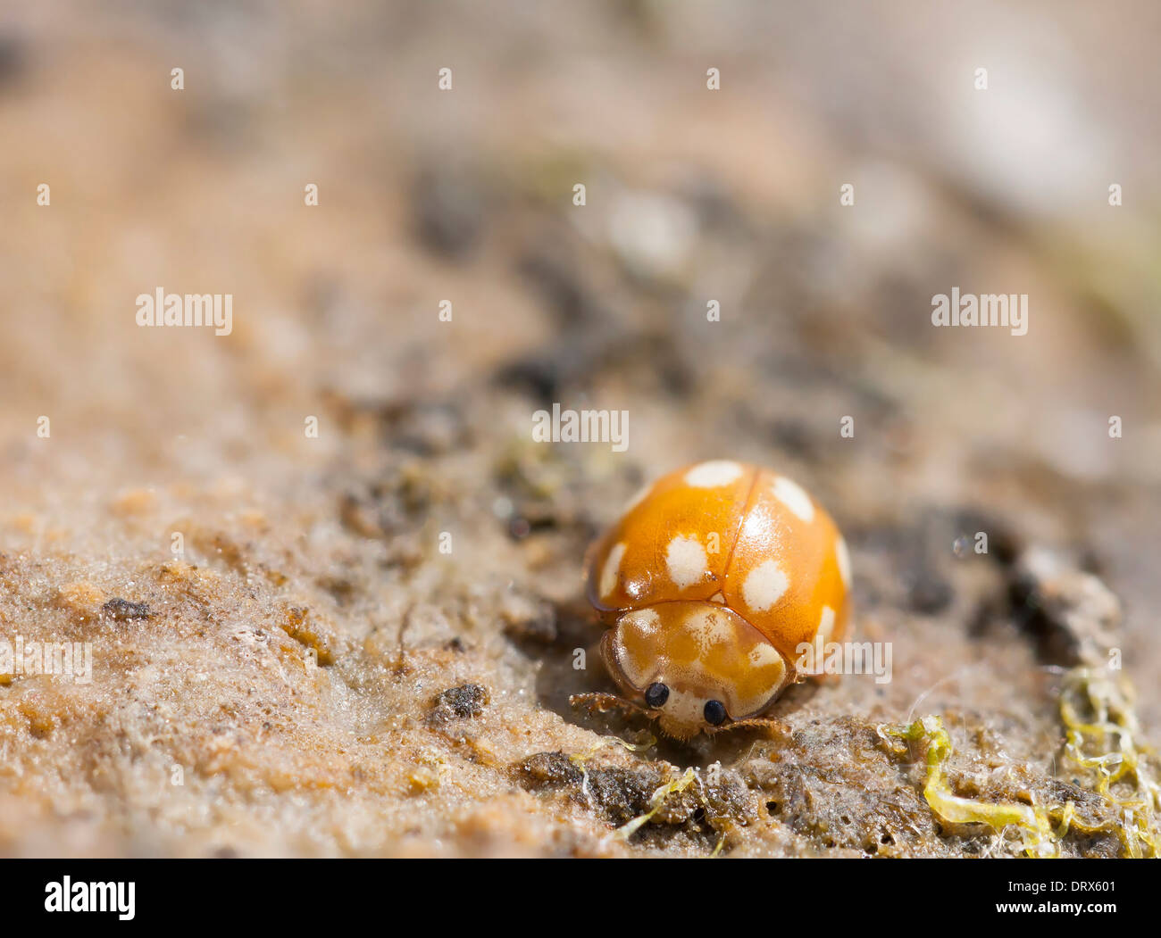Closeup of an orange baby ladybird with white dots or spots Stock Photo