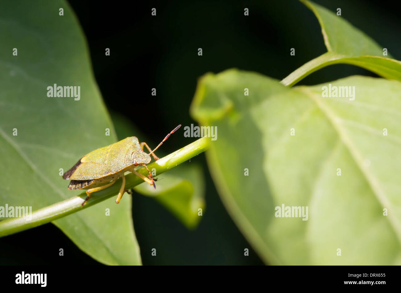 Green stink bug on a straw of lilac tree Stock Photo Alamy