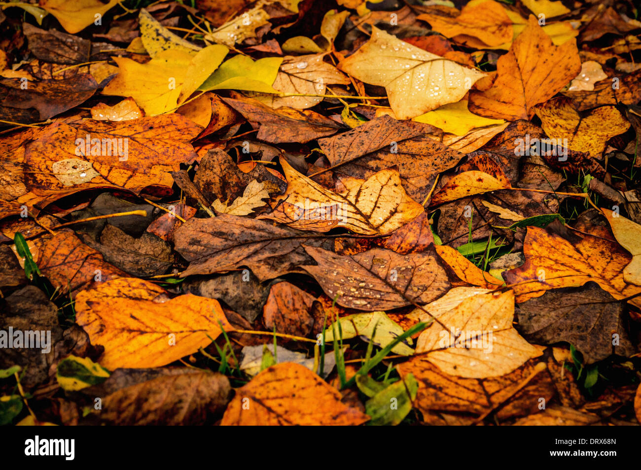Decomposing leaves on ground hi-res stock photography and images - Alamy