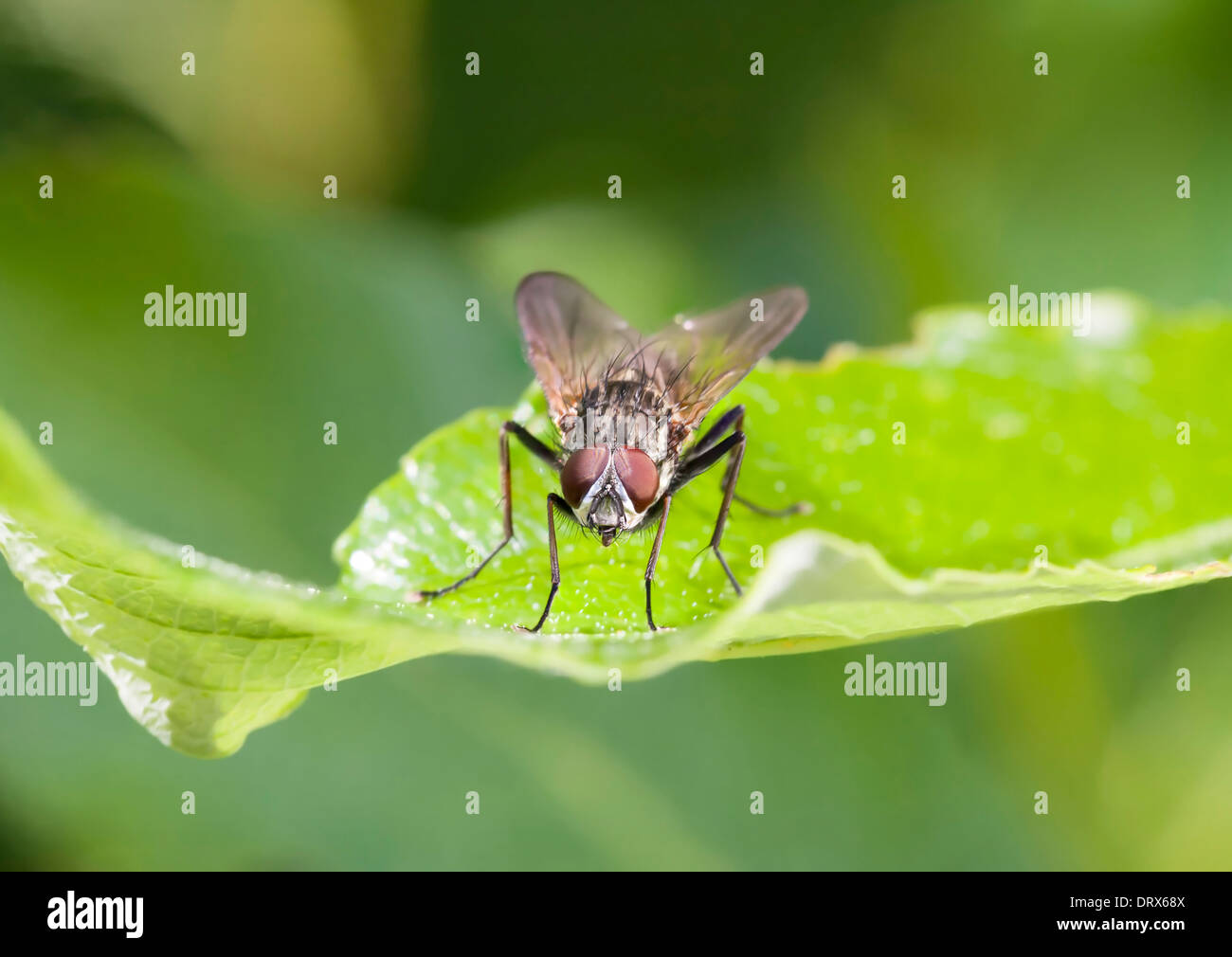 Closeup of a house fly on a green plant leaf Stock Photo