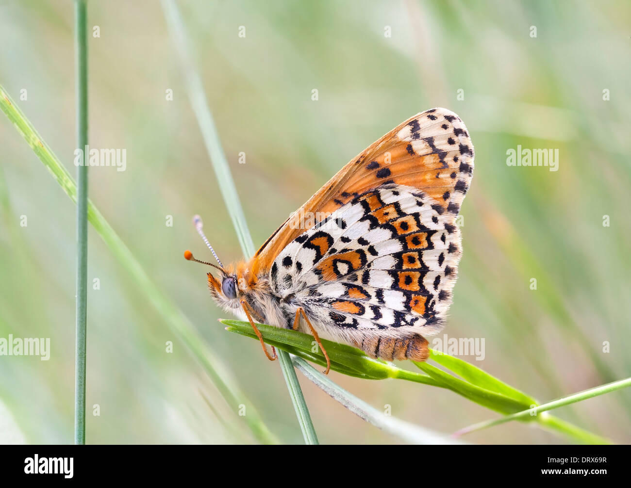 Brown and white variegated butterfly on a plant in summer Stock Photo ...