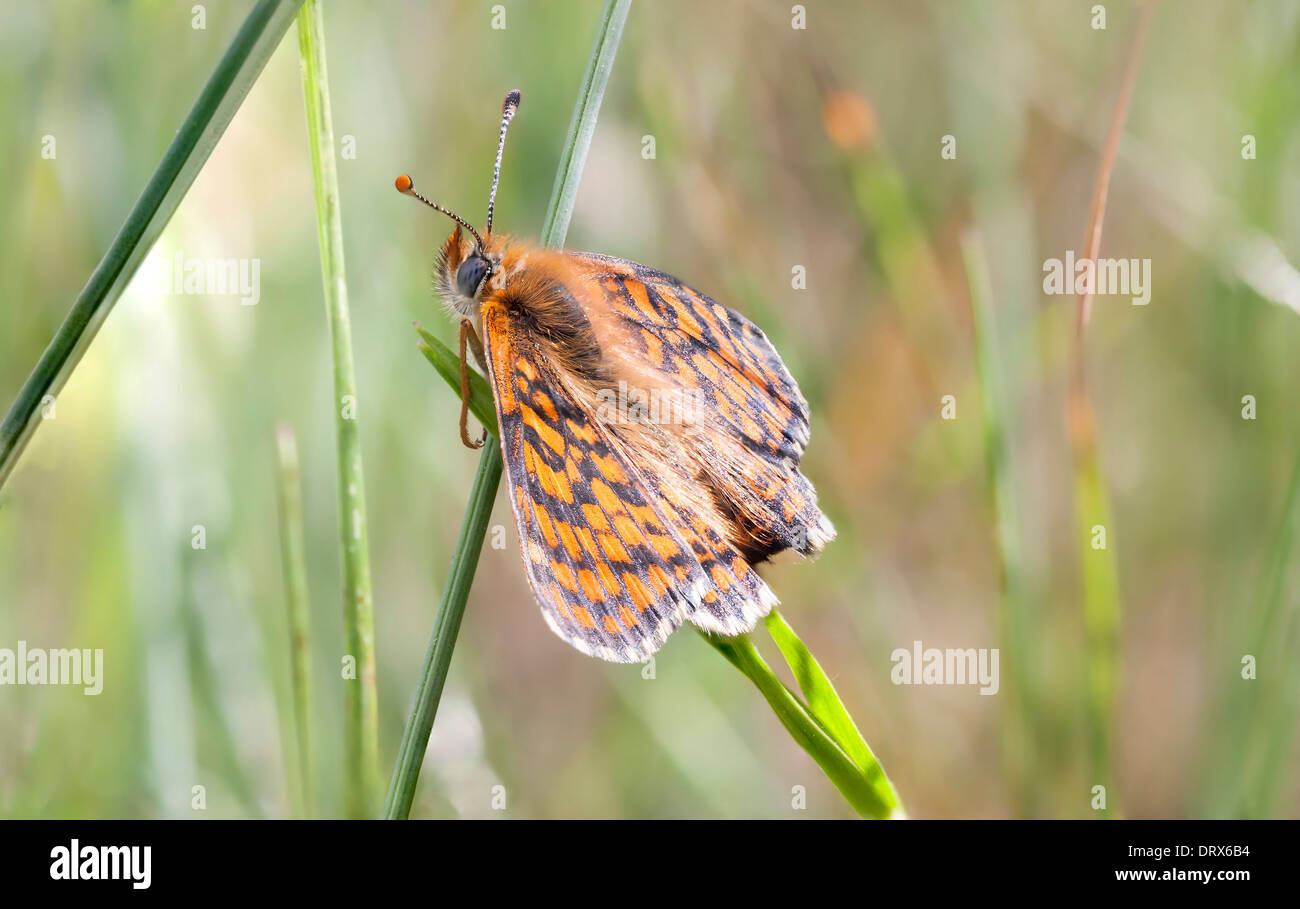 Brown and white variegated butterfly on a plant in summer Stock Photo ...