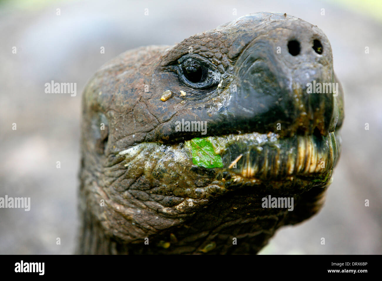 Galapagos Islands. Giant Tortoise Stock Photo - Alamy