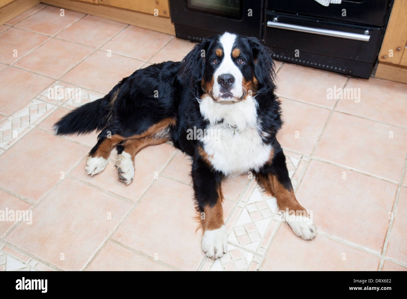 Laying down male Bernese Mountain Dog Stock Photo