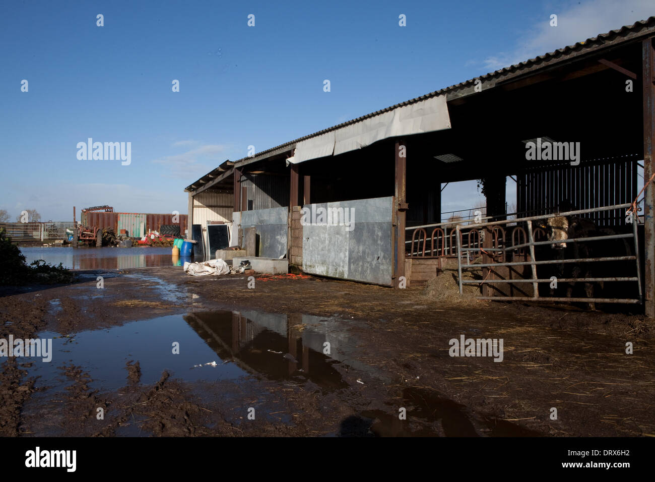 Othery, UK. 2nd Feb, 2014. A flooded farm in Othery, Somerset, UK