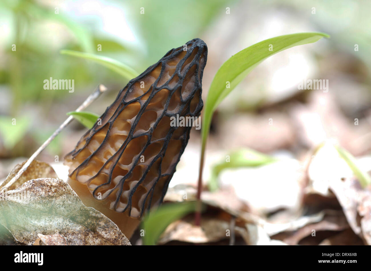 Black Morel mushroom just sprouted on the forest floor. Stock Photo