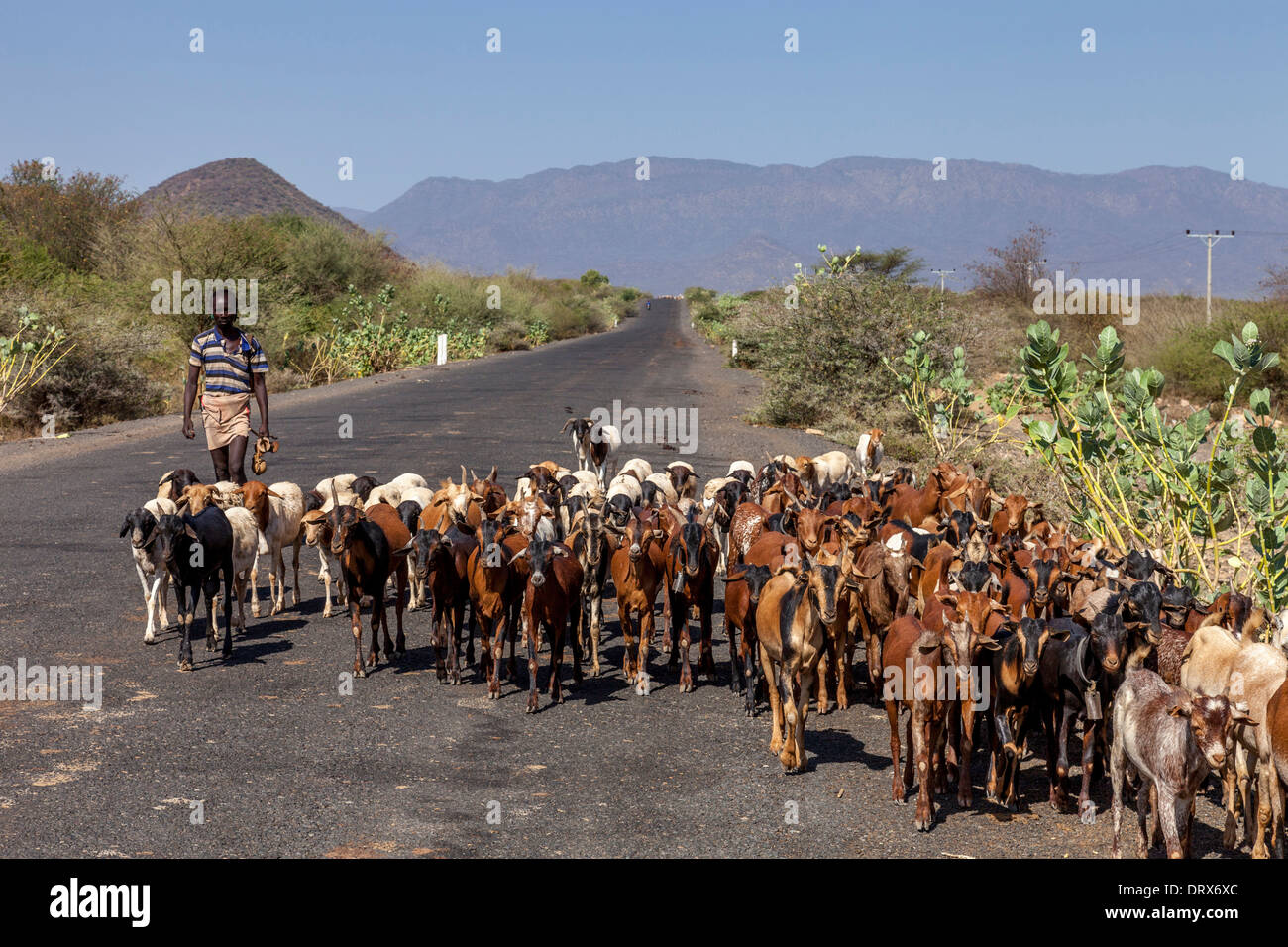 Tsemay Goat Herder, Weyto, Omo Valley, Ethiopia Stock Photo Alamy