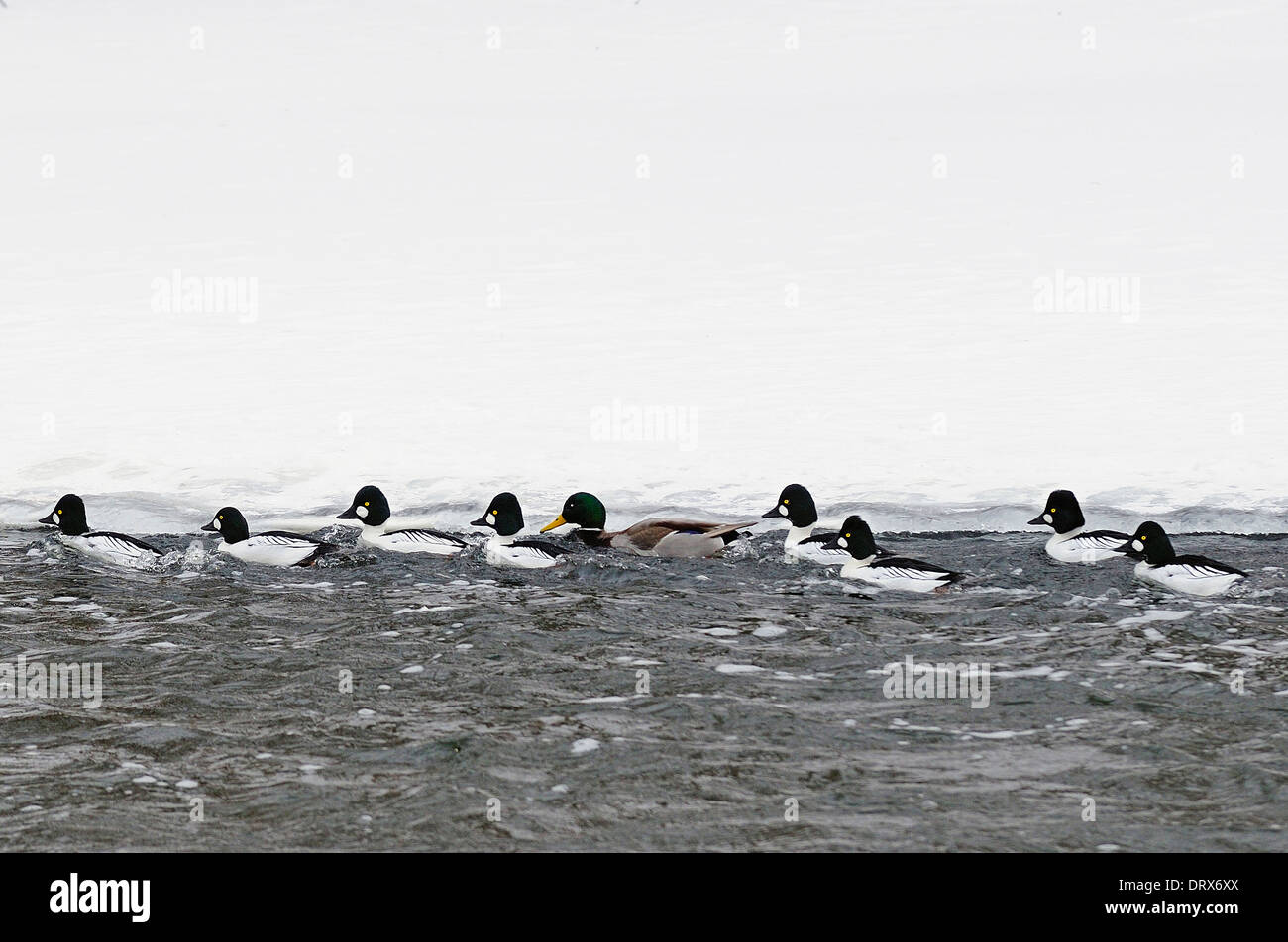 Goldeneye ducks swimming up winter stream. Bucephala clangula Stock Photo