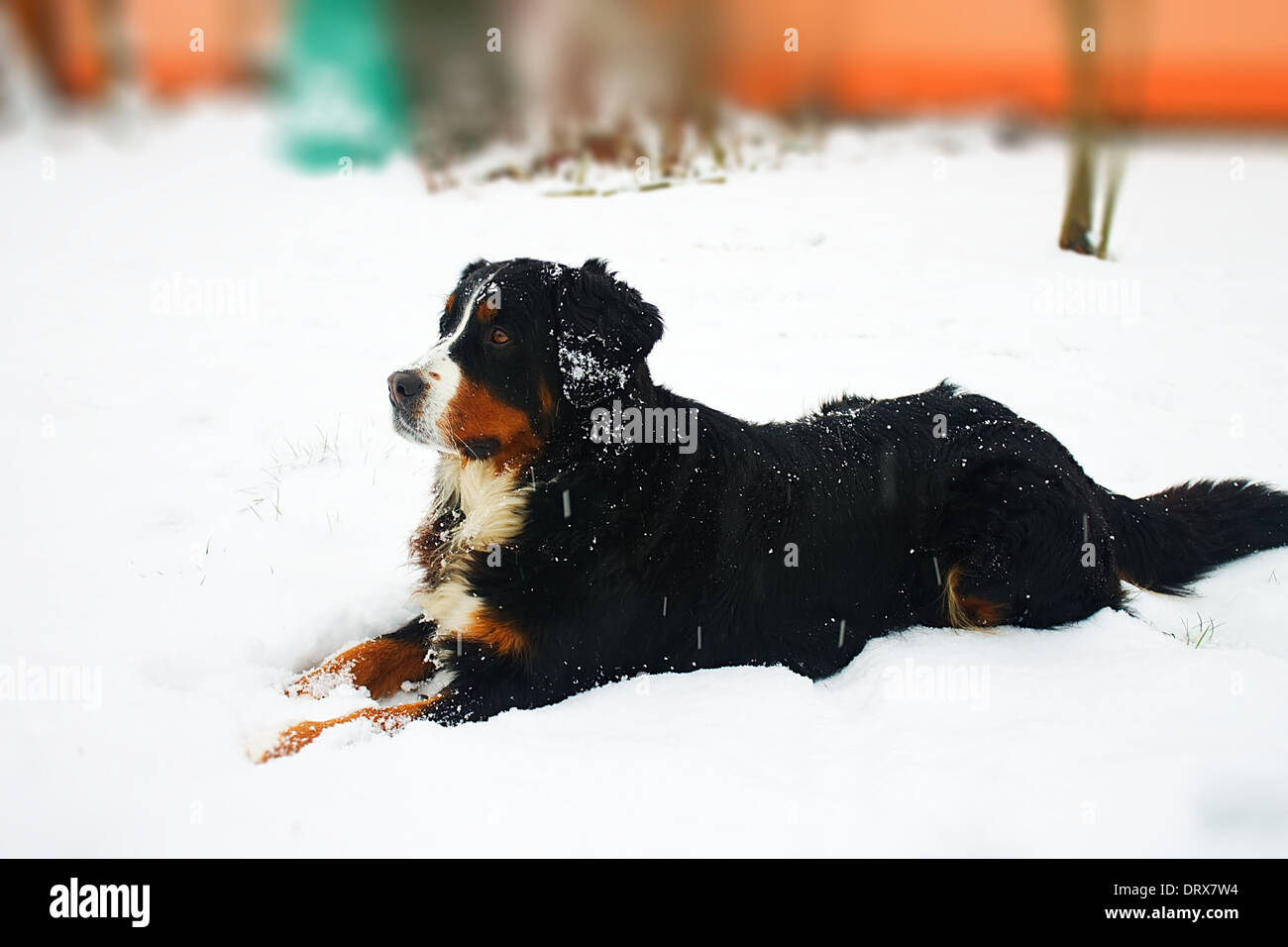 Big black dog on garden with snow Stock Photo