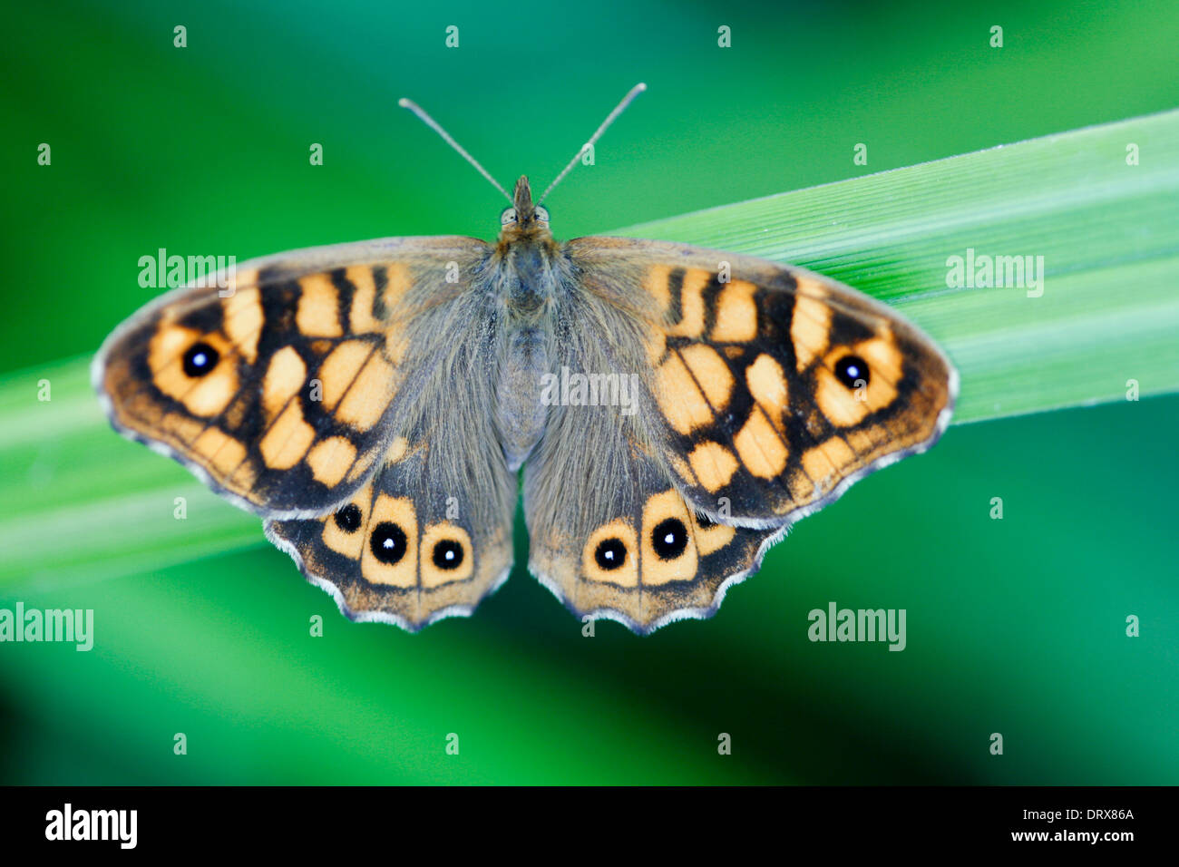 Butterfly with wings open hires stock photography and images Alamy