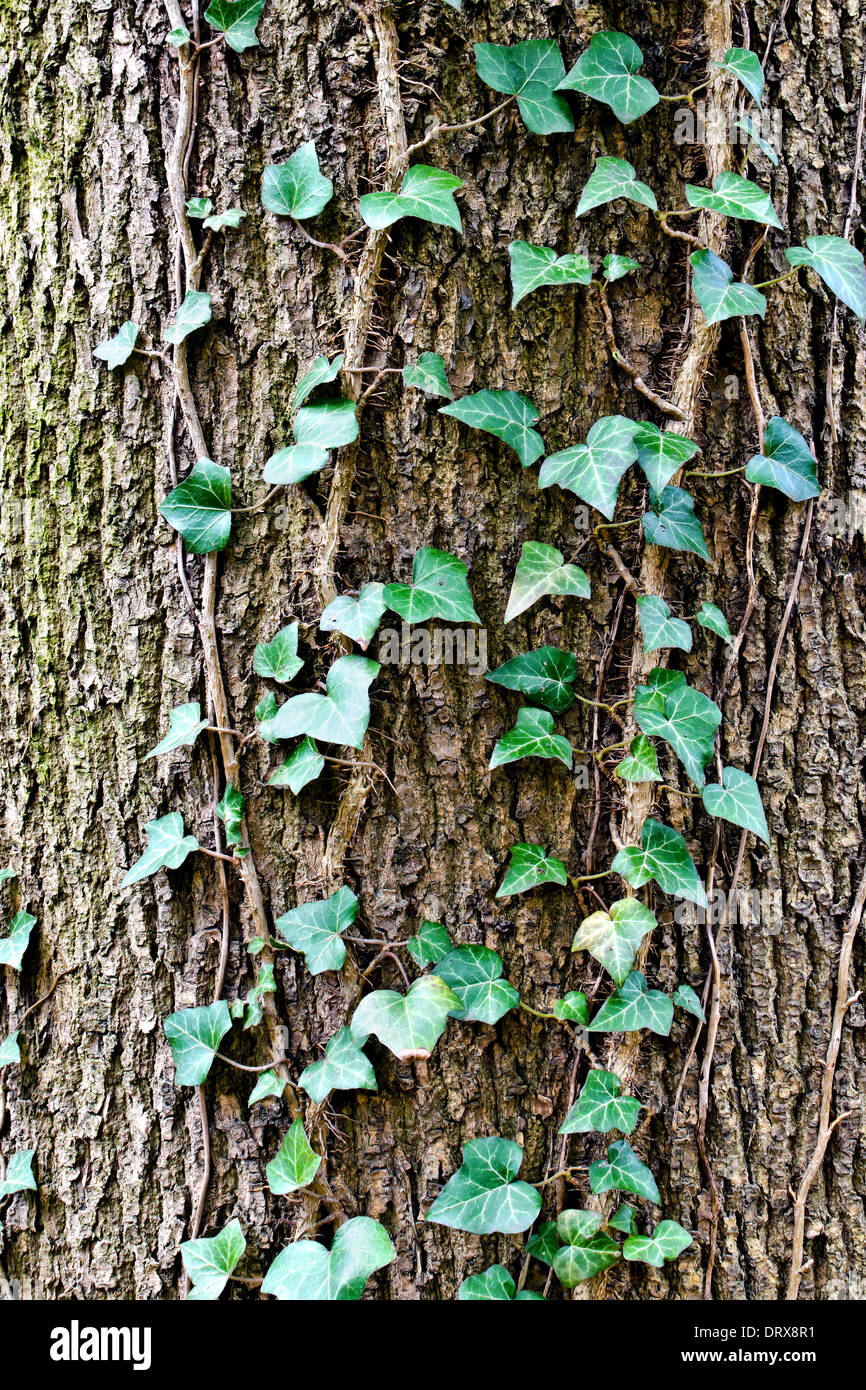 Ivy ordinary or ivy climbing (lat. Hedera helix) winds on the trunk of the tree Stock Photo Alamy