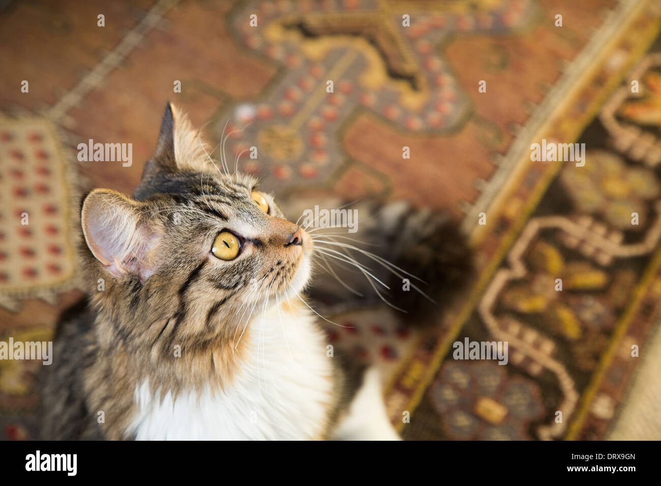 semi long hair tabby cat against oriental carpet with yellow eyes Stock Photo