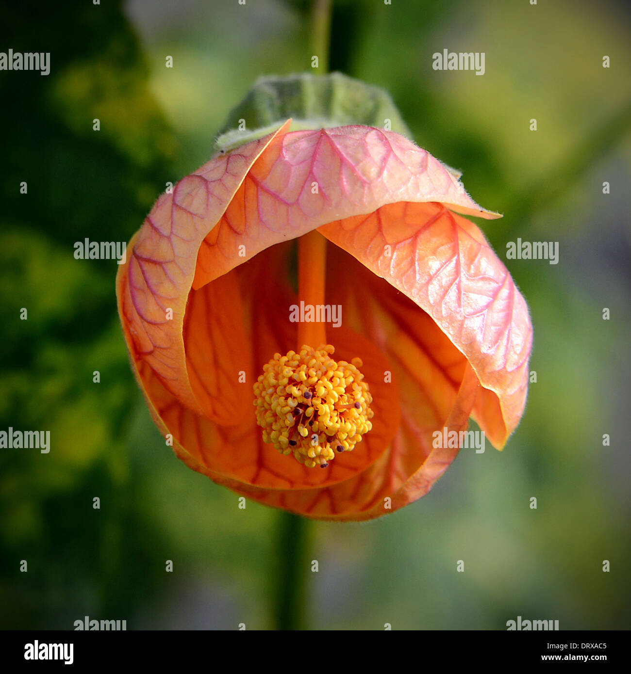 Abutilon 'Marion' Malvaceae Family, orange flower opening Stock Photo