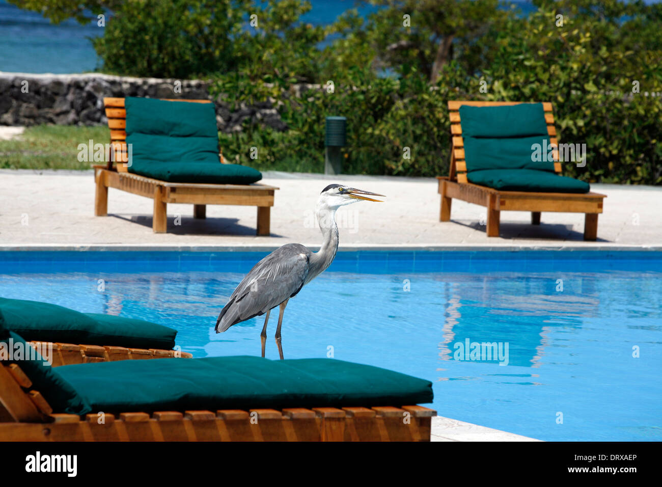 A Pelican Stands Next To The Finch Bay Hotle Swimming Pool