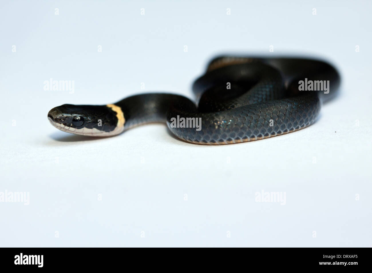 Prairie Ringneck Snakes Often Play Dead Stock Photo 6917125