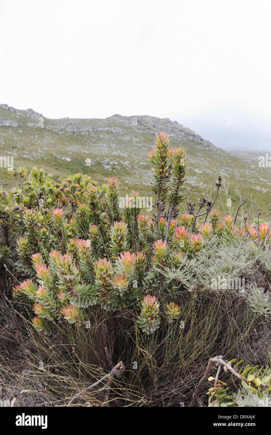 Flowering Mimetes species in habitat on the banks of the Palmiet river near Kleinmond, South Africa Stock Photo