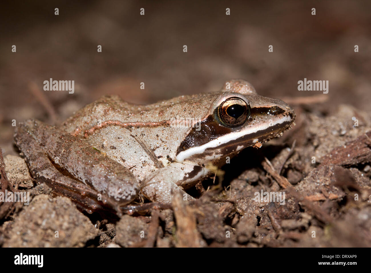 A wood frog in leaf litter on the ground in Connecticut Stock Photo Alamy