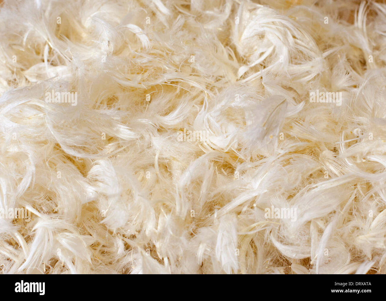 Still life of a pile of down feathers Stock Photo Alamy