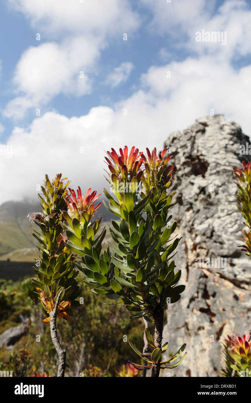 Mimetes bush in flower, in habitat on the banks of the Palmiet river near Kleinmond, South Africa Stock Photo