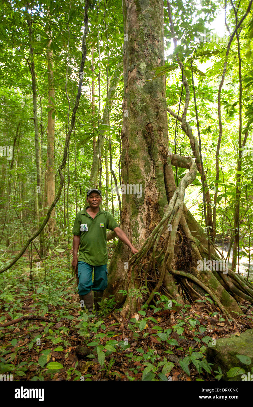 Guide forest, Principe Island Stock Photo