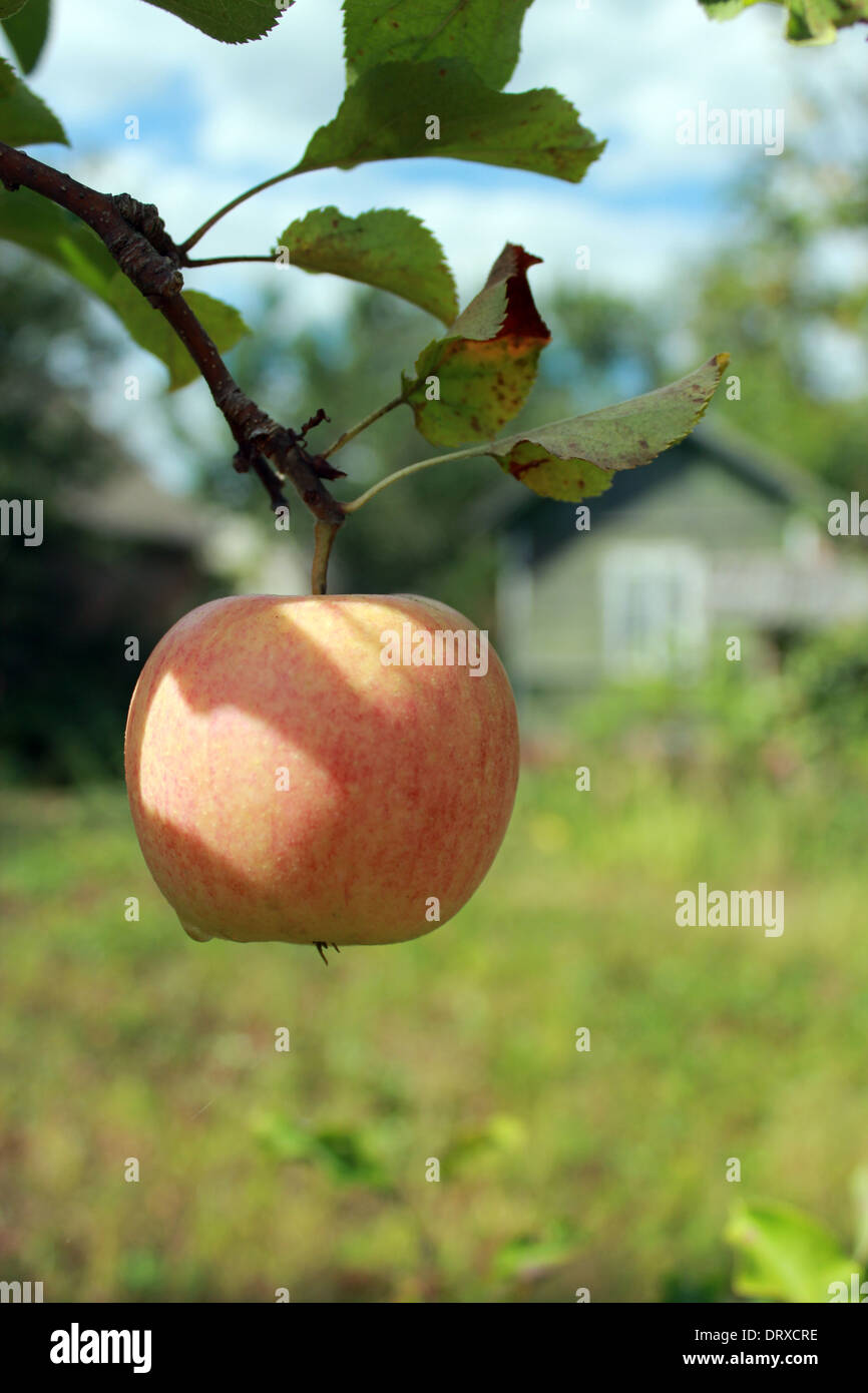 very tasty and ripe apple hanging on the tree Stock Photo