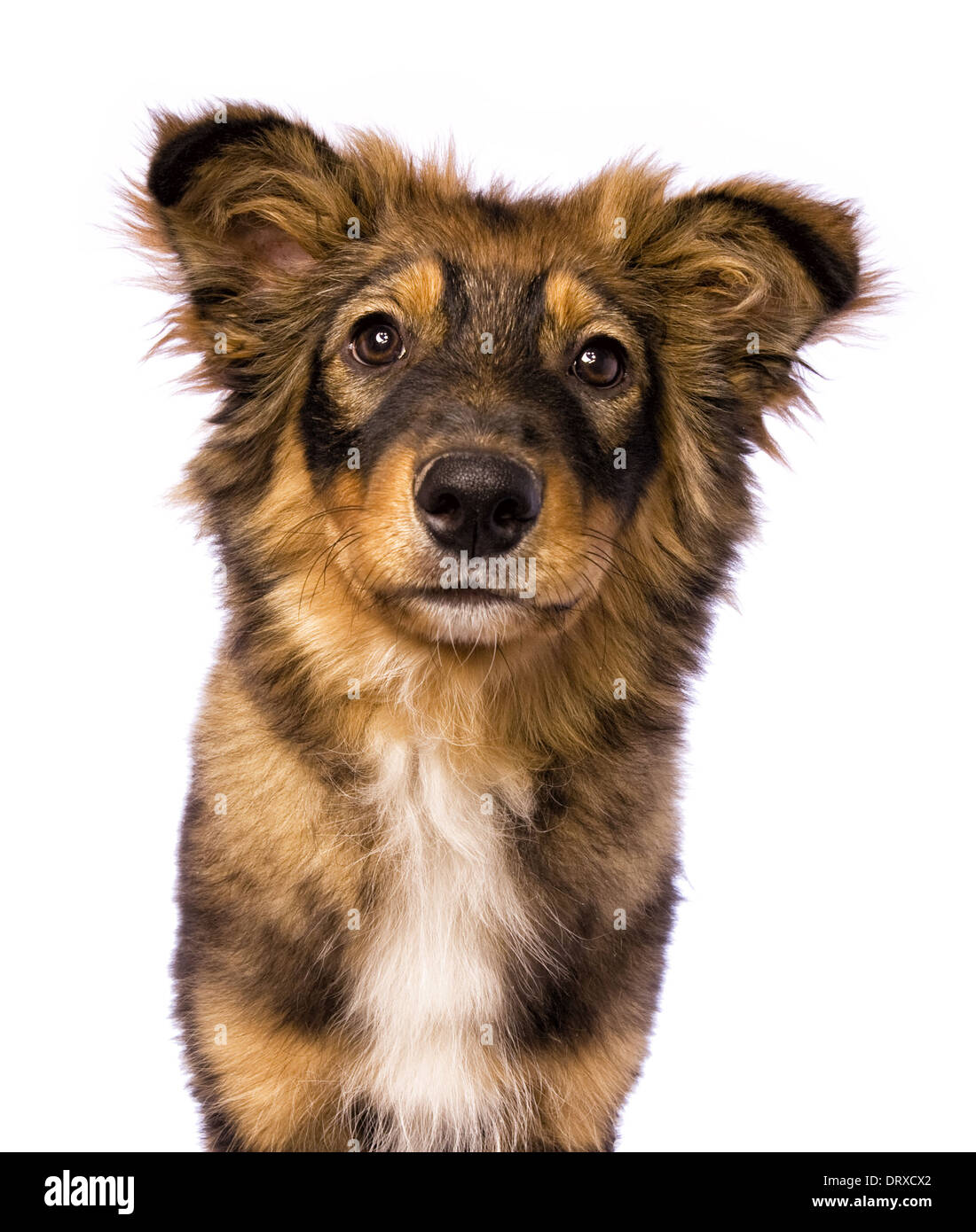 Cute shepherd mix puppy dog head shot with rings round eyes isolated on white Stock Photo