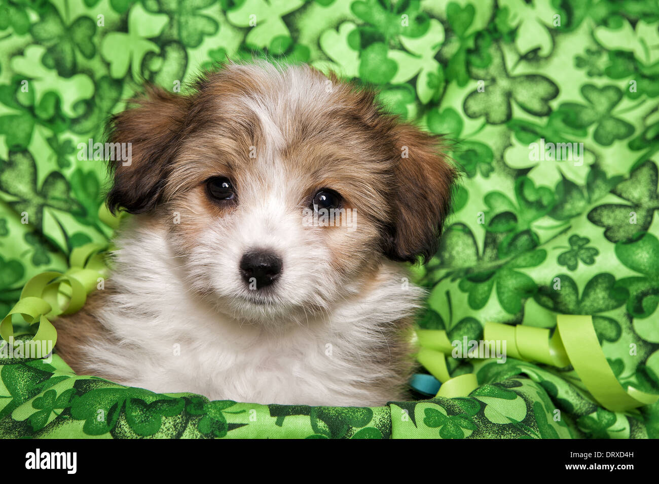 Cute fluffy puppy up close head shot on irish shamrock background Stock Photo