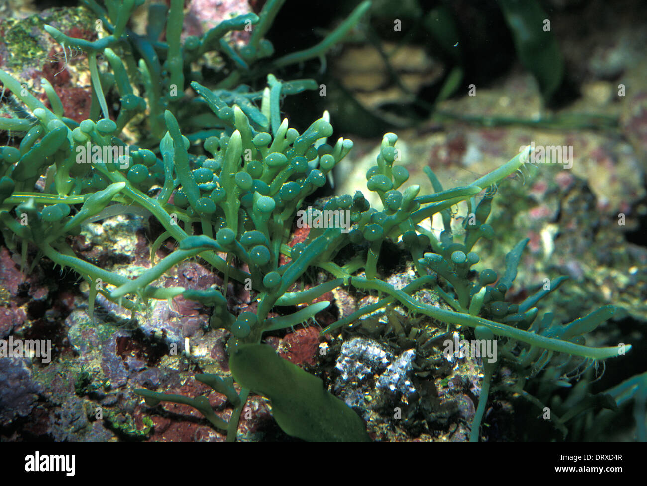 Seaweed Caulerpa racemosa var. cylindracea, Caulerpaceae Stock Photo