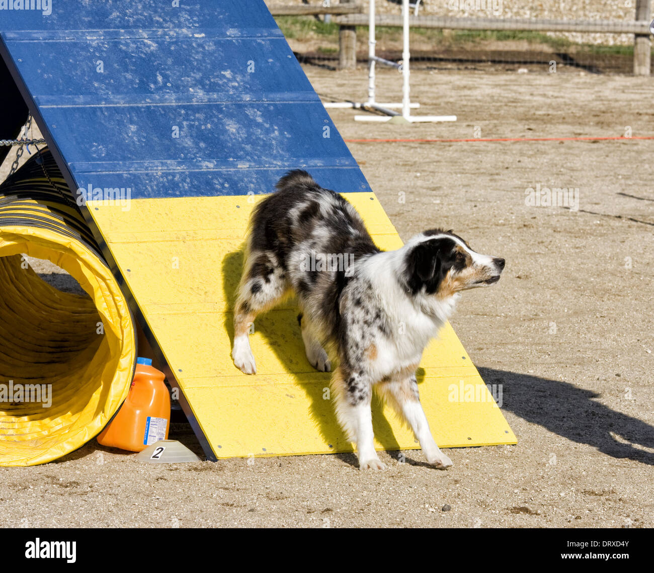 Australian shepherd agility hires stock photography and images Alamy