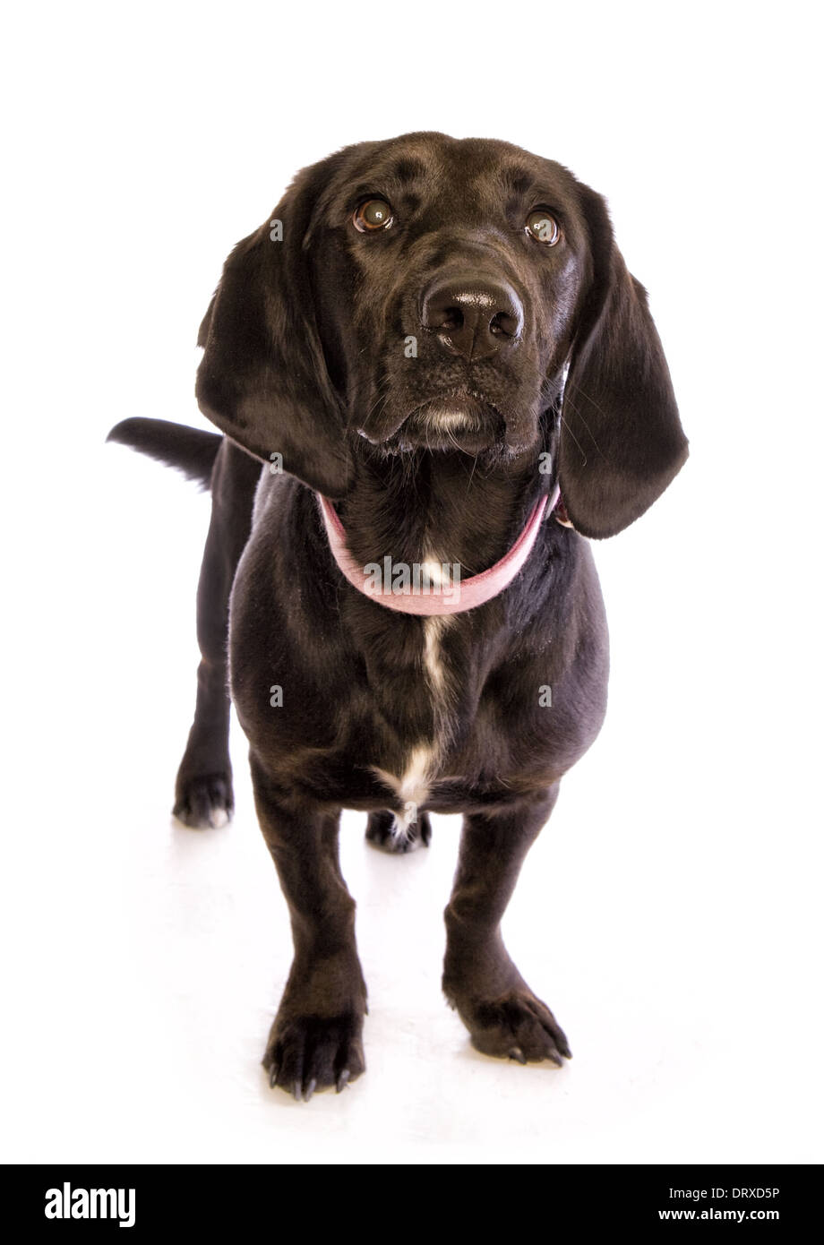 Funny short legged black mutt dog wearing pink collar isolated on white Stock Photo