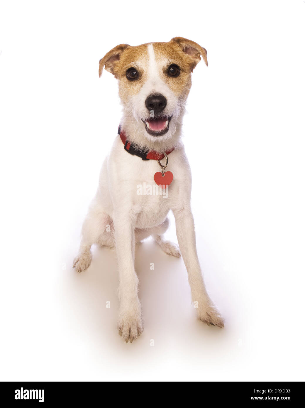 jack russell dog sitting wearing heart tag on collar isolated on white Stock Photo
