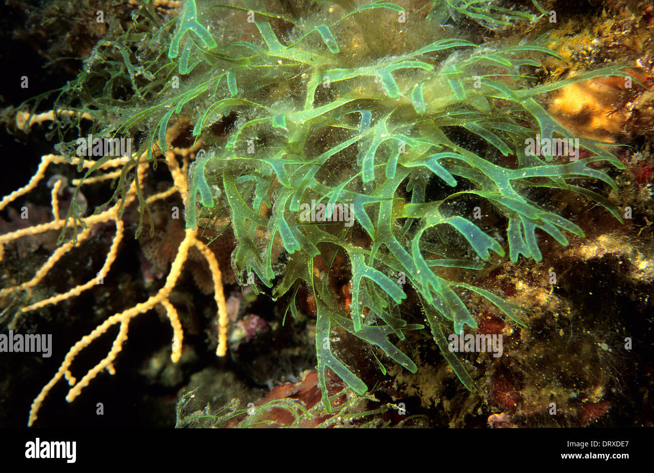 Red algae Chrysymenia ventricosa, Rhodymeniaceae, Tor Paterno Protected Area, Rome, Lazio, Italy Stock Photo