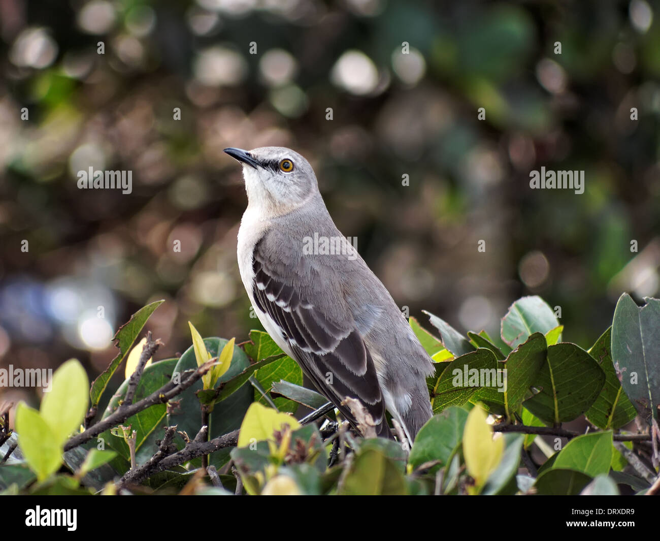 Northern Mockingbird in profile, looking up. Stock Photo