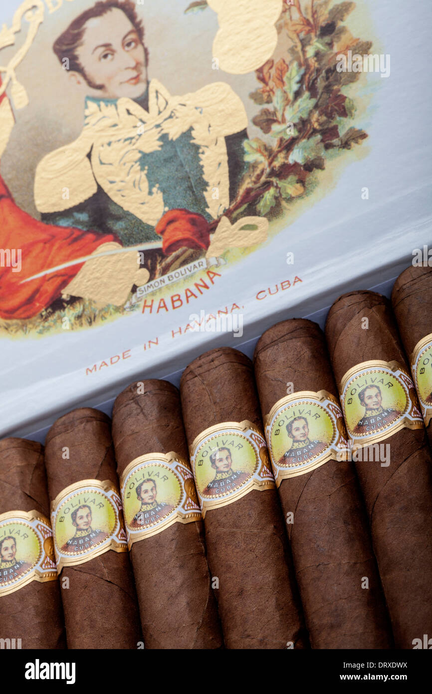 Bolivar Royal Coronas Cuban Cigar Stock Photo