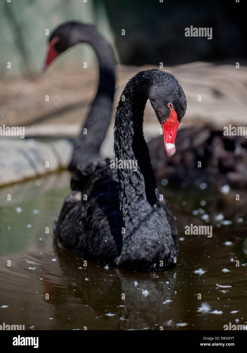 Calcutta, India's West Bengal State. 3rd Feb, 2014. Black swans swim in a lake at the Alipur zoo in Calcutta, capital of east India's West Bengal State, Feb. 3, 2014. © Tumpa Mondal/Xinhua/Alamy Live News Stock Photo