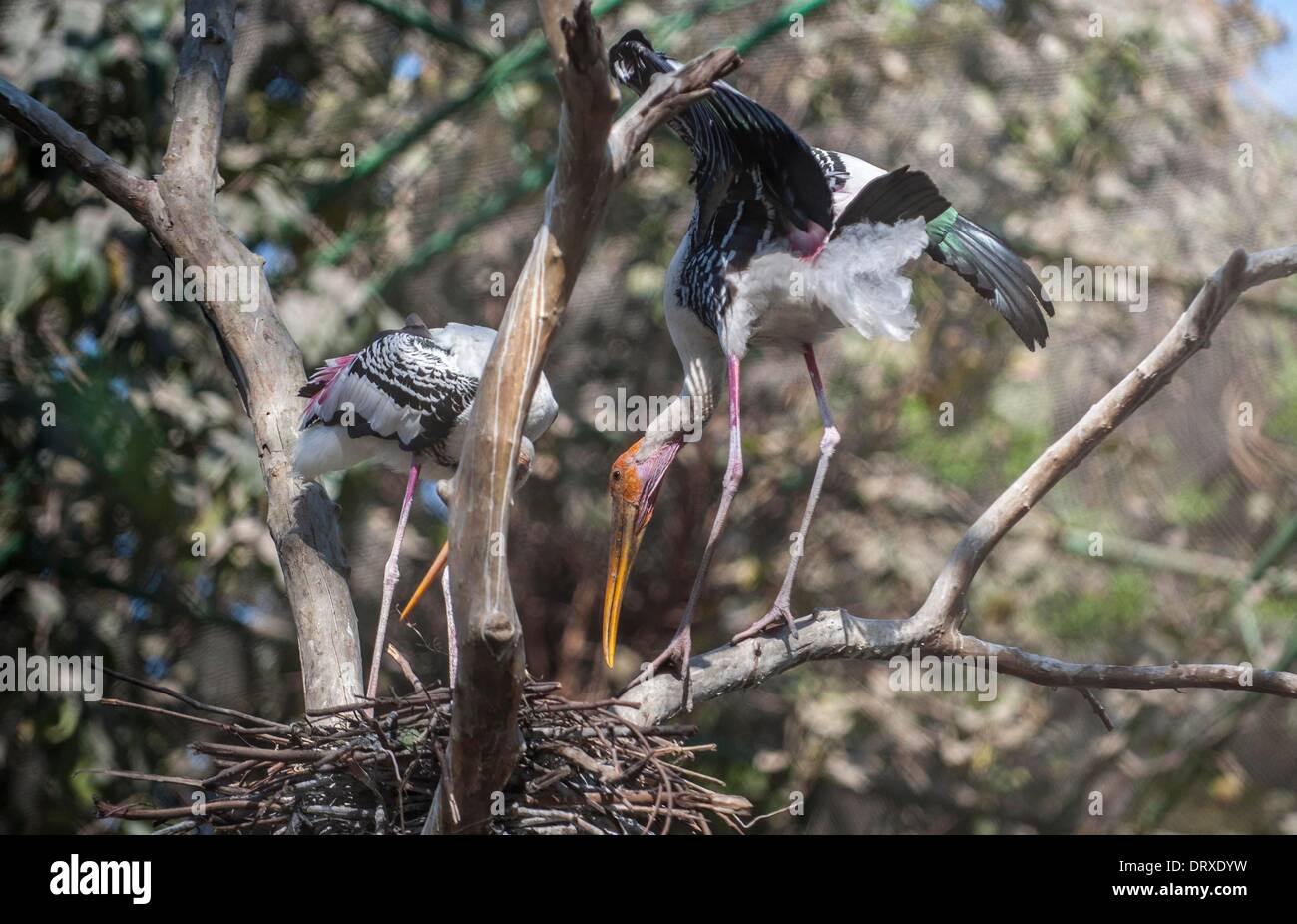 Calcutta, India's West Bengal State. 3rd Feb, 2014. Painted storks stand on a tree at the Alipur zoo in Calcutta, capital of east India's West Bengal State, Feb. 3, 2014. © Tumpa Mondal/Xinhua/Alamy Live News Stock Photo