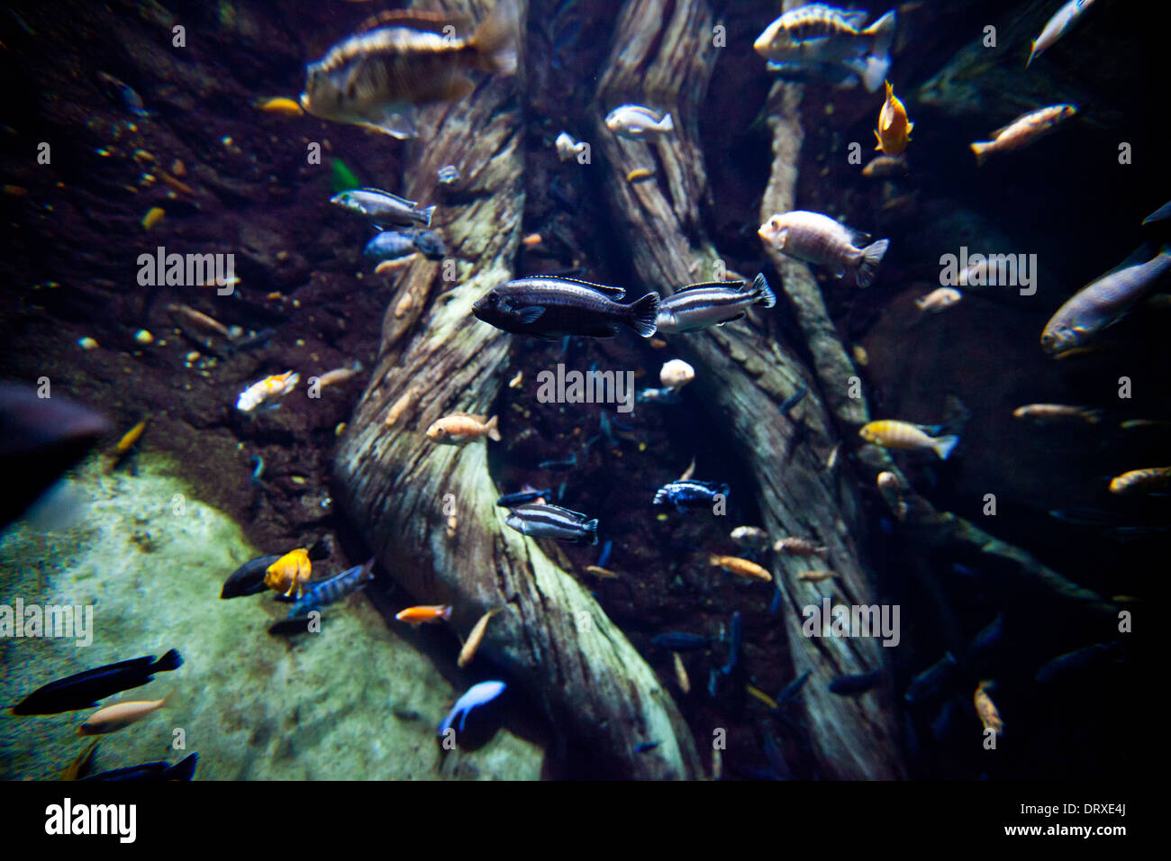 Brightly colored fish in the tropical exhibit at Atlanta's Aquarium. Stock Photo