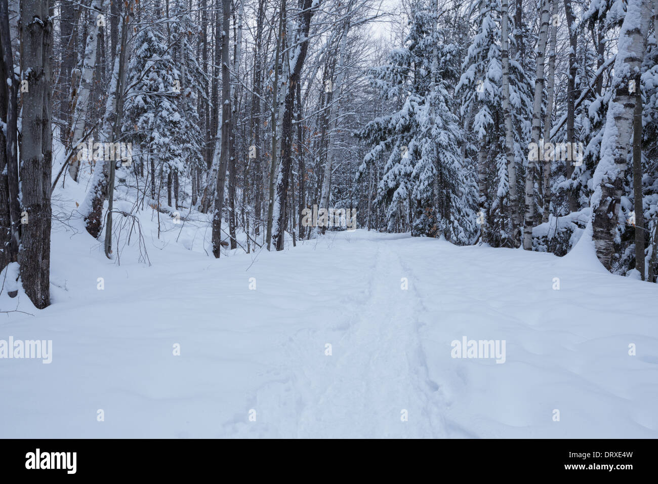 Lincoln Woods Trail in Lincoln, New Hampshire USA Stock Photo Alamy