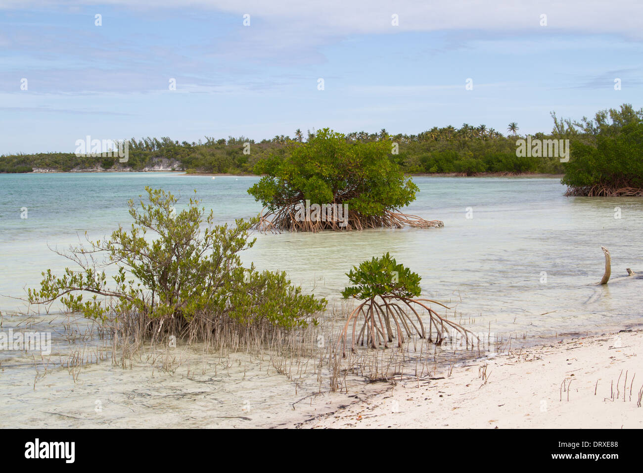 Red mangrove (Rhizophora mangle) in a sandy bay Stock Photo