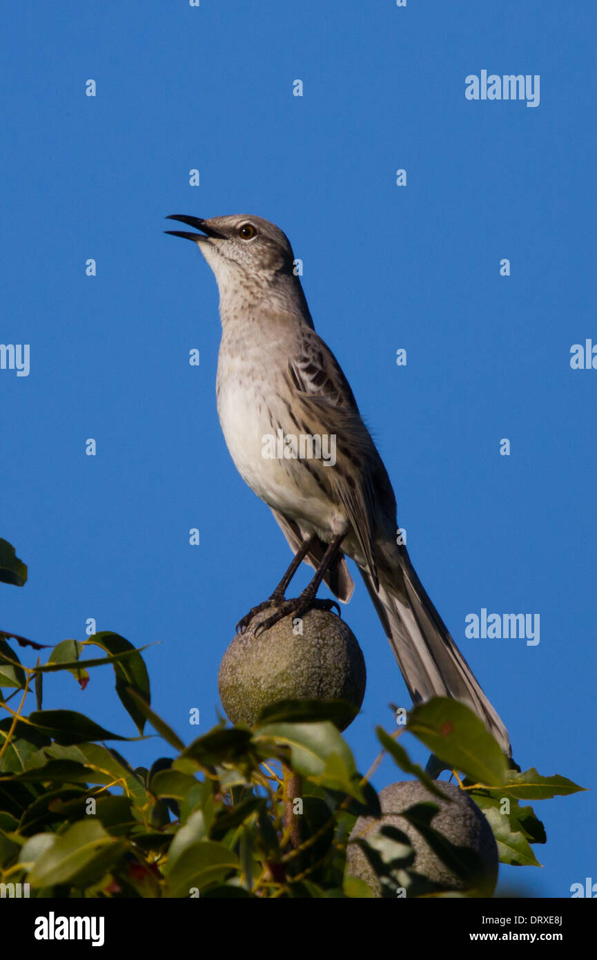 Gundlachs mockingbird hires stock photography and images Alamy