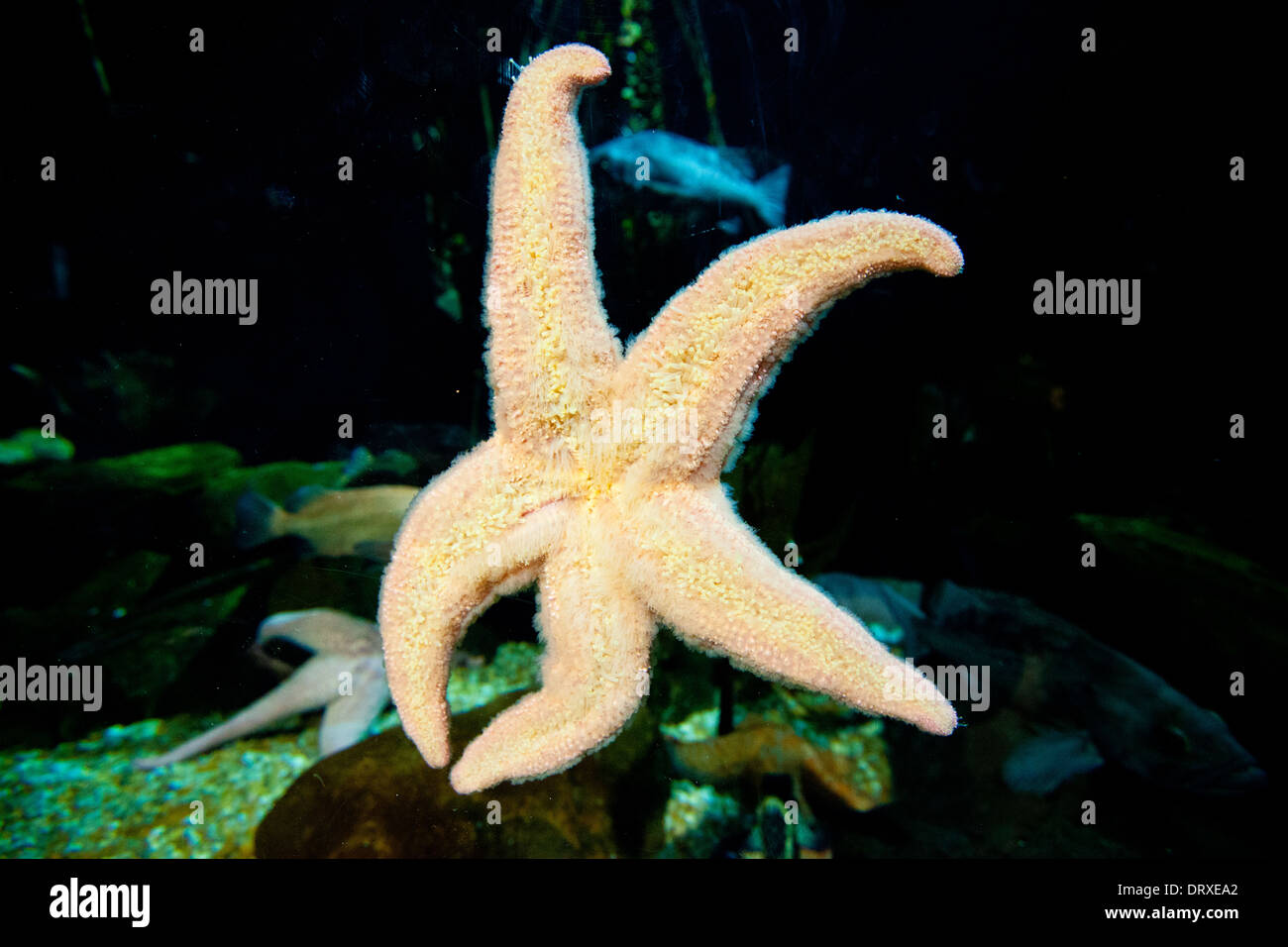 detail of the underside of a Starfish in Atlannta's Aquarium. Stock Photo