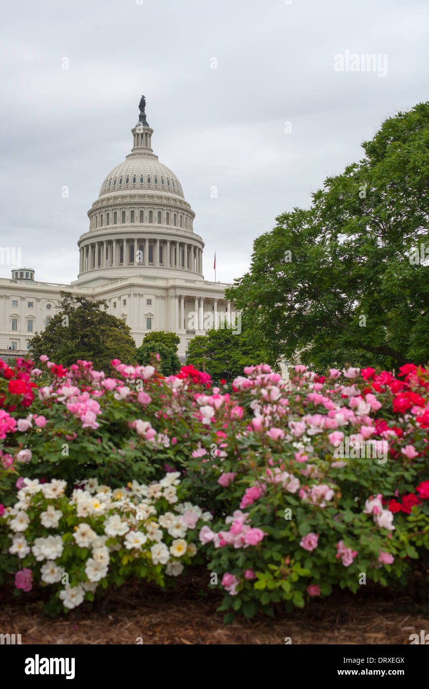 The United States Capitol Building in Washington, DC. Stock Photo